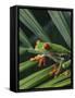 Red Eyed Tree Frog on Plant-null-Framed Stretched Canvas