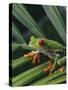 Red Eyed Tree Frog on Plant-null-Stretched Canvas
