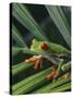 Red Eyed Tree Frog on Plant-null-Stretched Canvas