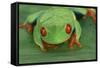 Red Eyed Tree Frog on Plant-DLILLC-Framed Stretched Canvas