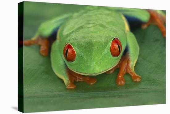Red Eyed Tree Frog on Plant-DLILLC-Stretched Canvas