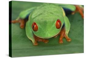 Red Eyed Tree Frog on Plant-DLILLC-Stretched Canvas