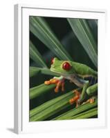 Red Eyed Tree Frog on Plant-null-Framed Photographic Print