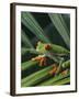 Red Eyed Tree Frog on Plant-null-Framed Photographic Print