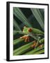 Red Eyed Tree Frog on Plant-null-Framed Photographic Print