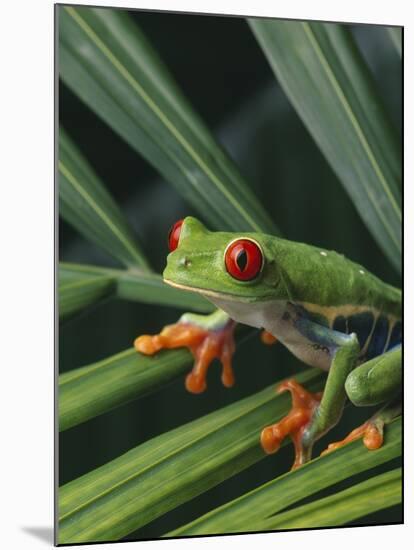 Red Eyed Tree Frog on Plant-null-Mounted Photographic Print