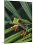 Red Eyed Tree Frog on Plant-null-Mounted Photographic Print