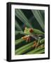 Red Eyed Tree Frog on Plant-null-Framed Photographic Print