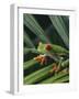 Red Eyed Tree Frog on Plant-null-Framed Photographic Print