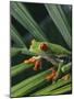 Red Eyed Tree Frog on Plant-null-Mounted Photographic Print