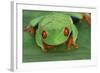 Red Eyed Tree Frog on Plant-DLILLC-Framed Photographic Print