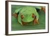 Red Eyed Tree Frog on Plant-DLILLC-Framed Photographic Print