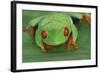 Red Eyed Tree Frog on Plant-DLILLC-Framed Photographic Print