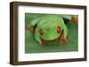 Red Eyed Tree Frog on Plant-DLILLC-Framed Photographic Print