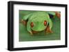 Red Eyed Tree Frog on Plant-DLILLC-Framed Photographic Print