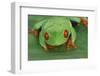 Red Eyed Tree Frog on Plant-DLILLC-Framed Photographic Print