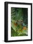 Red Eyed Tree Frog on Plant-DLILLC-Framed Photographic Print