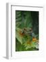 Red Eyed Tree Frog on Plant-DLILLC-Framed Photographic Print