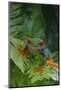 Red Eyed Tree Frog on Plant-DLILLC-Mounted Photographic Print