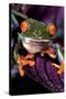 Red-Eyed Tree Frog on Purple Leaf-null-Stretched Canvas