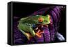 Red-Eyed Tree Frog on Purple Leaf-null-Framed Stretched Canvas