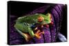 Red-Eyed Tree Frog on Purple Leaf-null-Stretched Canvas