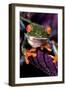 Red-Eyed Tree Frog on Purple Leaf-null-Framed Photographic Print