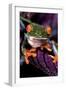 Red-Eyed Tree Frog on Purple Leaf-null-Framed Photographic Print