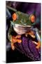 Red-Eyed Tree Frog on Purple Leaf-null-Mounted Photographic Print