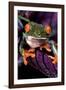 Red-Eyed Tree Frog on Purple Leaf-null-Framed Photographic Print