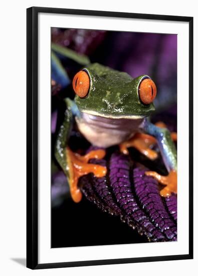 Red-Eyed Tree Frog on Purple Leaf-null-Framed Photographic Print