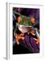 Red-Eyed Tree Frog on Purple Leaf-null-Framed Photographic Print