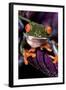 Red-Eyed Tree Frog on Purple Leaf-null-Framed Photographic Print