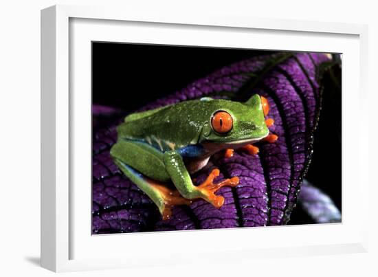 Red-Eyed Tree Frog on Purple Leaf-null-Framed Photographic Print