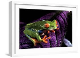 Red-Eyed Tree Frog on Purple Leaf-null-Framed Photographic Print