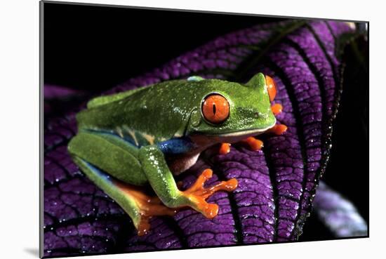 Red-Eyed Tree Frog on Purple Leaf-null-Mounted Photographic Print