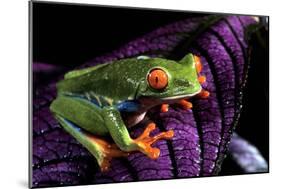 Red-Eyed Tree Frog on Purple Leaf-null-Mounted Photographic Print