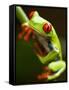 Red-eyed tree frog on stem-Paul Souders-Framed Stretched Canvas