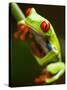 Red-eyed tree frog on stem-Paul Souders-Stretched Canvas