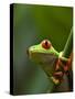 Red-eyed tree frog on stem-Paul Souders-Stretched Canvas