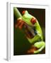 Red-eyed tree frog on stem-Paul Souders-Framed Photographic Print