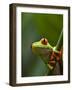 Red-eyed tree frog on stem-Paul Souders-Framed Photographic Print