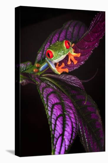 Red-eyed tree frog on tropical leaf-Adam Jones-Stretched Canvas