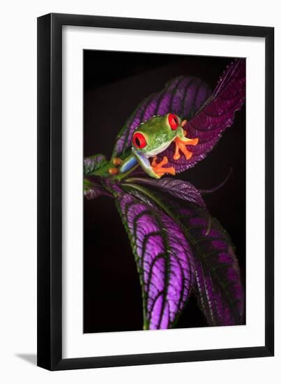 Red-eyed tree frog on tropical leaf-Adam Jones-Framed Photographic Print