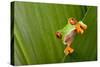 Red Eyed Tree Frog Peeping Curiously Between Green Leafs In Costa Rica Rainforest-kikkerdirk-Stretched Canvas