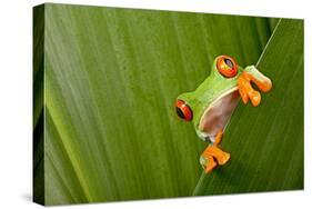 Red Eyed Tree Frog Peeping Curiously Between Green Leafs In Costa Rica Rainforest-kikkerdirk-Stretched Canvas
