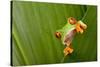 Red Eyed Tree Frog Peeping Curiously Between Green Leafs In Costa Rica Rainforest-kikkerdirk-Stretched Canvas