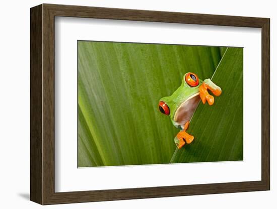 Red Eyed Tree Frog Peeping Curiously Between Green Leafs In Costa Rica Rainforest-kikkerdirk-Framed Photographic Print