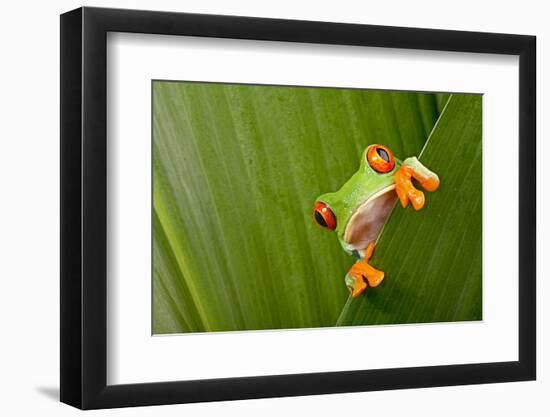 Red Eyed Tree Frog Peeping Curiously Between Green Leafs In Costa Rica Rainforest-kikkerdirk-Framed Photographic Print