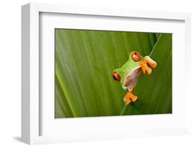 Red Eyed Tree Frog Peeping Curiously Between Green Leafs In Costa Rica Rainforest-kikkerdirk-Framed Photographic Print